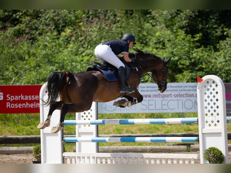 Bávaro Caballo castrado 14 años 165 cm Castaño oscuro in Burgkirchen an der Alz