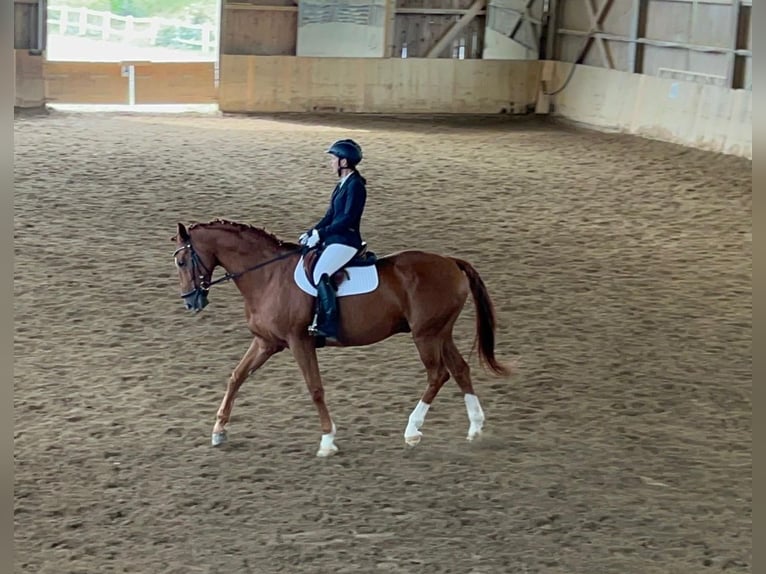Bávaro Caballo castrado 14 años 170 cm Alazán in Wolfsberg