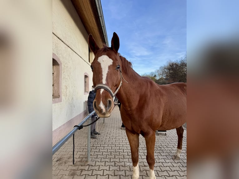 Bávaro Caballo castrado 14 años 175 cm Alazán in München