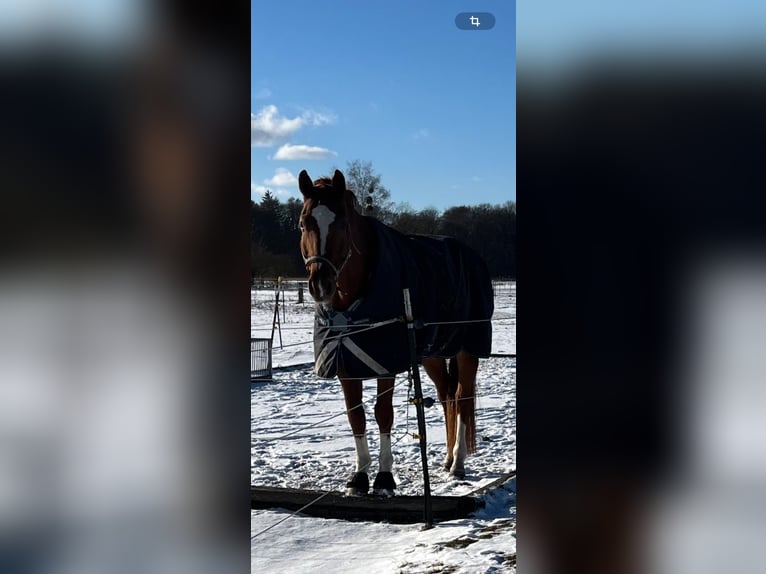 Bávaro Caballo castrado 14 años 175 cm Alazán in München