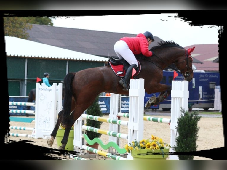 Bávaro Caballo castrado 14 años 180 cm Castaño in Dingolfing