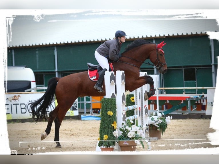 Bávaro Caballo castrado 14 años 180 cm Castaño in Dingolfing