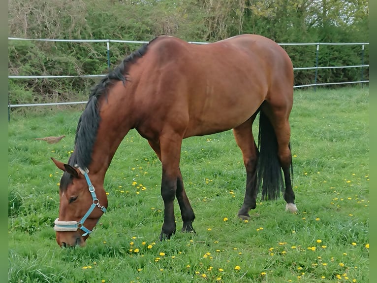 Bávaro Caballo castrado 14 años 180 cm Castaño in Dingolfing