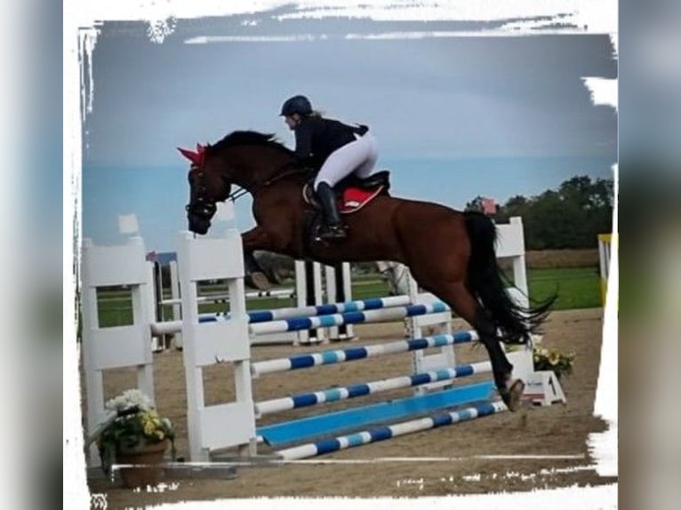 Bávaro Caballo castrado 14 años 180 cm Castaño in Dingolfing