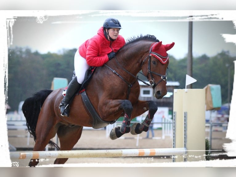 Bávaro Caballo castrado 14 años 180 cm Castaño in Dingolfing