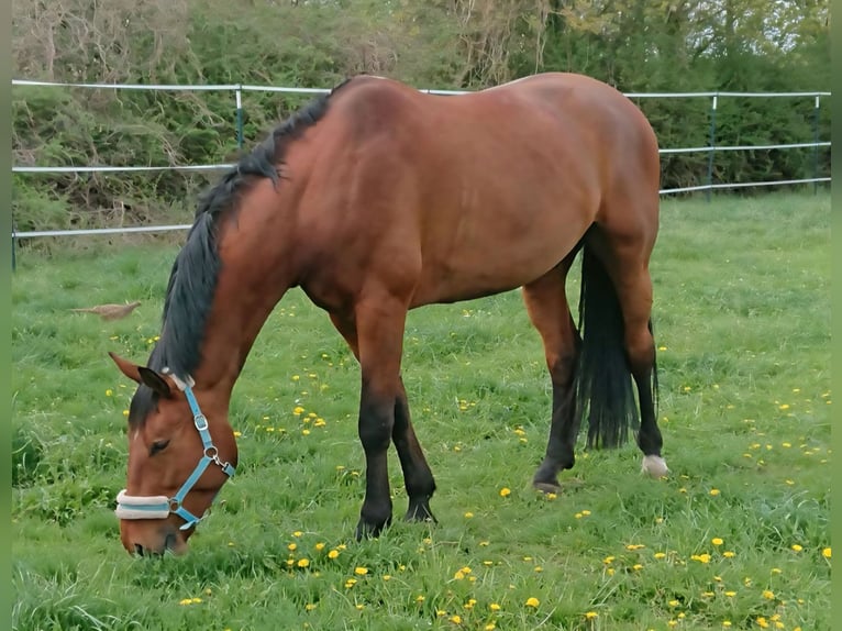 Bávaro Caballo castrado 14 años 180 cm Castaño in Dingolfing