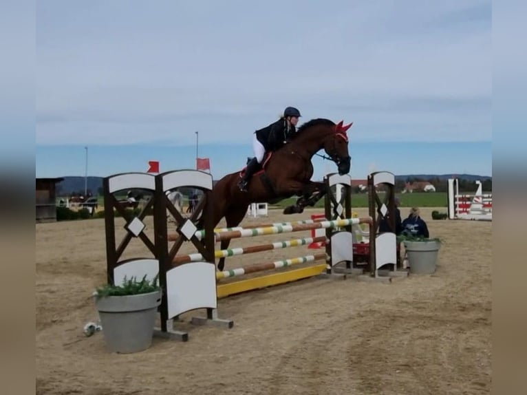 Bávaro Caballo castrado 14 años 180 cm Castaño in Dingolfing