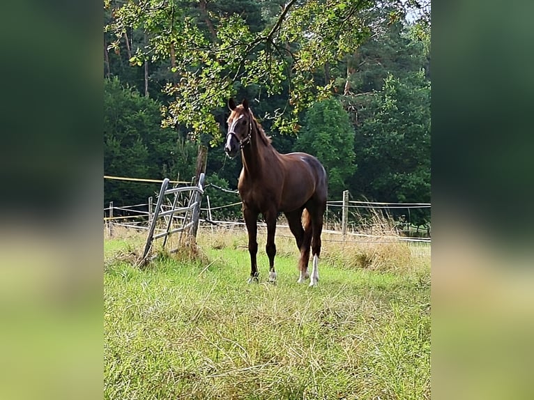 Bávaro Caballo castrado 14 años 182 cm Alazán-tostado in Thyrnau