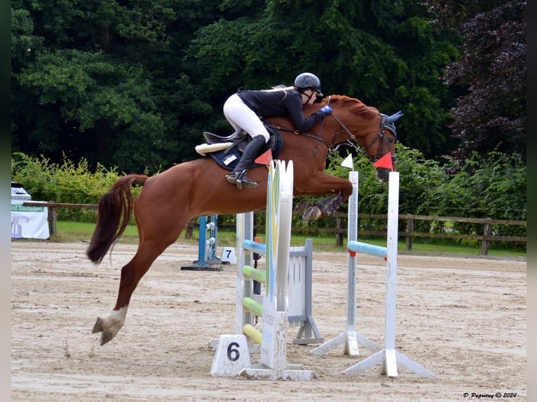 Bávaro Caballo castrado 15 años 166 cm Alazán in Meschede