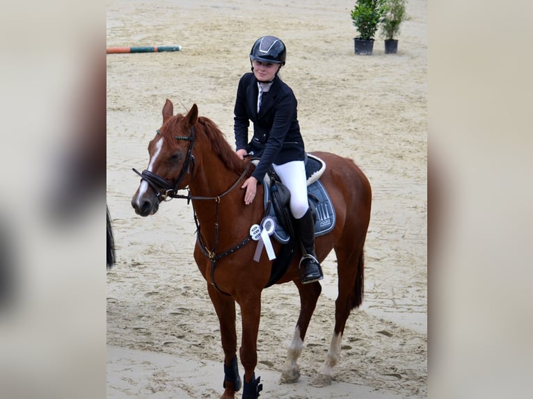 Bávaro Caballo castrado 15 años 166 cm Alazán in Meschede