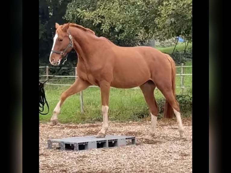 Bávaro Caballo castrado 15 años 170 cm Alazán in Rickenbach