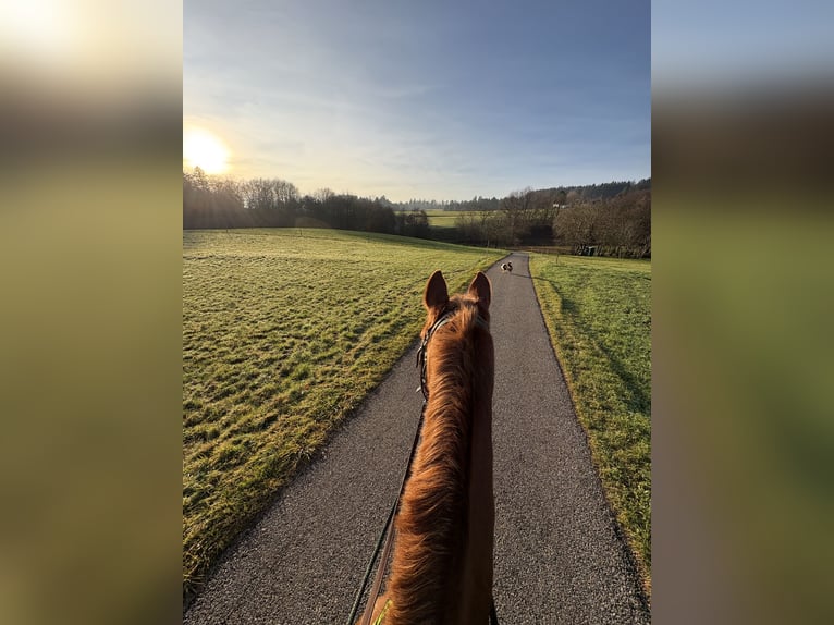Bávaro Caballo castrado 15 años 170 cm Alazán in Rickenbach
