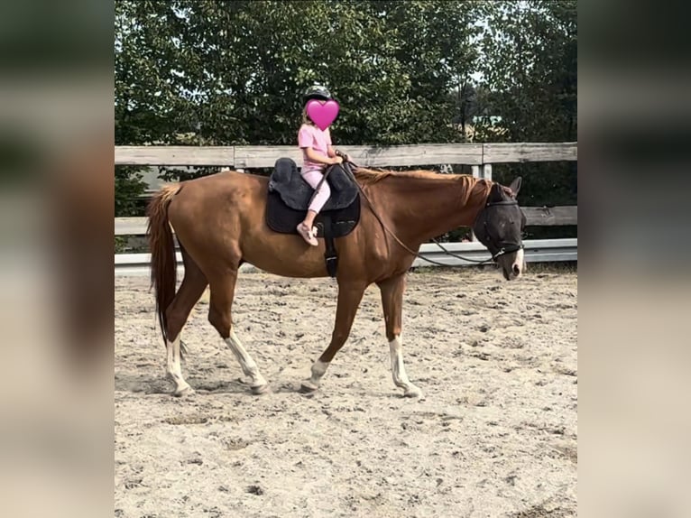 Bávaro Caballo castrado 15 años 170 cm Alazán in Rickenbach