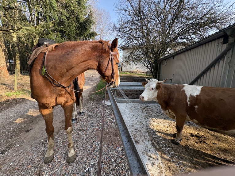 Bávaro Caballo castrado 15 años 170 cm Alazán in Rickenbach