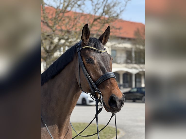 Bávaro Caballo castrado 15 años 170 cm Castaño in Niederaichbach