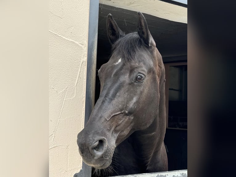 Bávaro Caballo castrado 15 años 170 cm Negro in Nidderau