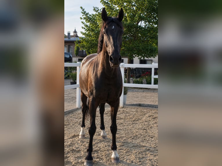 Bávaro Caballo castrado 15 años 170 cm Negro in Nidderau