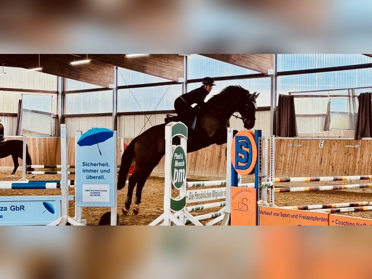 Bávaro Caballo castrado 15 años 173 cm Castaño in Dinkelsbühl