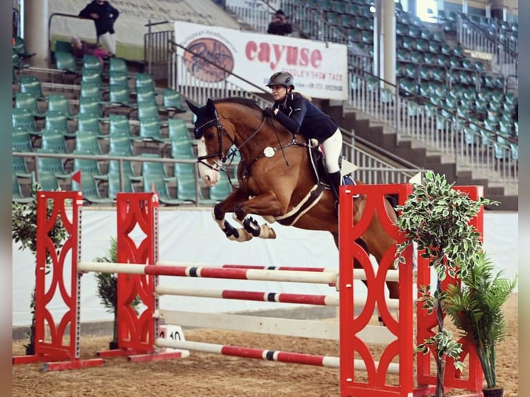 Bávaro Caballo castrado 15 años 173 cm Castaño in Wackersberg