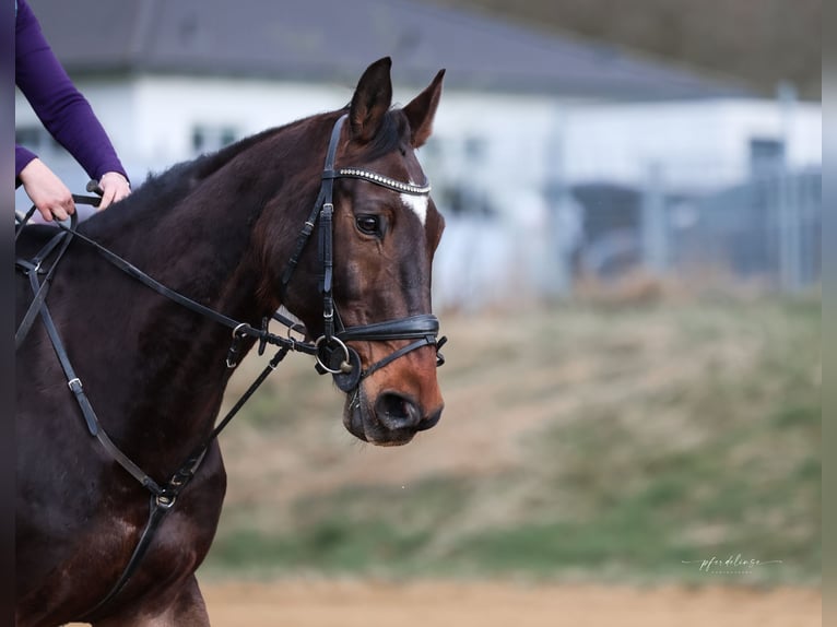 Bávaro Caballo castrado 15 años 174 cm Castaño in Geiselhöring