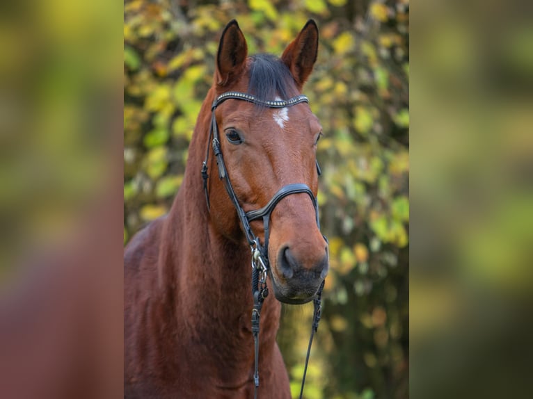 Bávaro Caballo castrado 15 años 180 cm Castaño in Dingolfing
