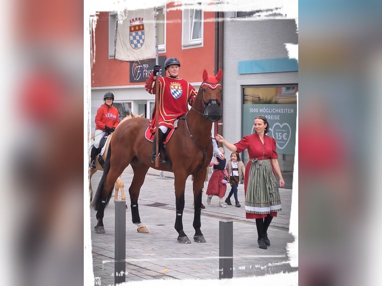 Bávaro Caballo castrado 15 años 180 cm Castaño in Dingolfing