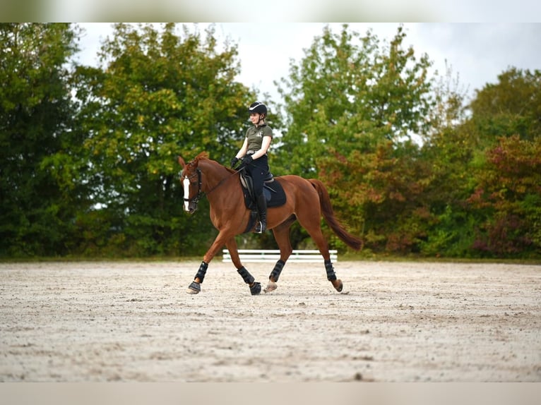 Bávaro Caballo castrado 16 años 163 cm Alazán in Remlingen