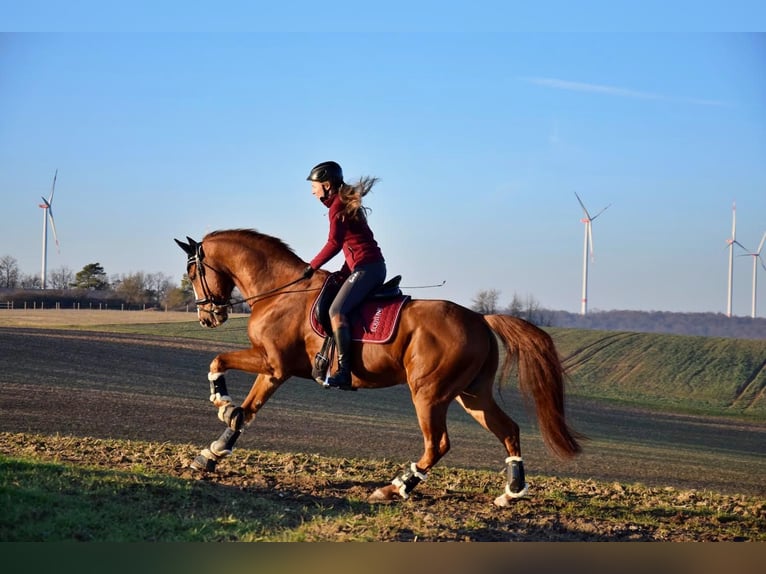 Bávaro Caballo castrado 16 años 163 cm Alazán in Remlingen