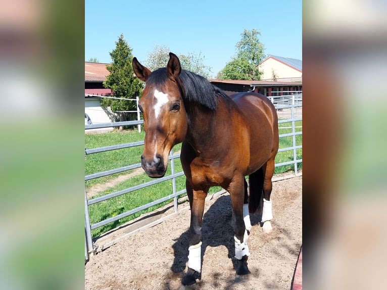 Bávaro Caballo castrado 16 años 170 cm Castaño in Giebelstadt