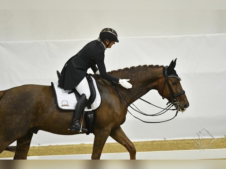 Bávaro Caballo castrado 16 años 173 cm Alazán in Ebreichsdorf