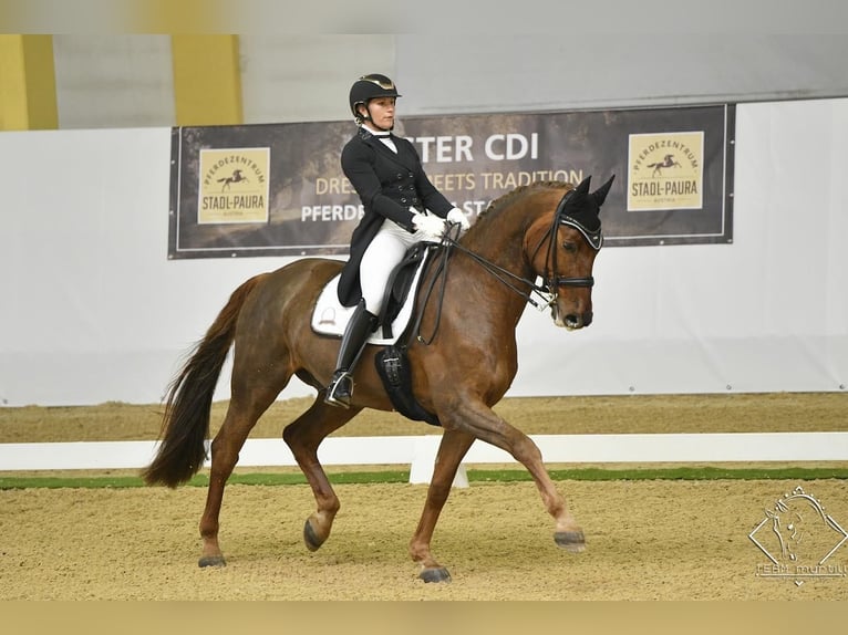 Bávaro Caballo castrado 16 años 173 cm Alazán in Ebreichsdorf