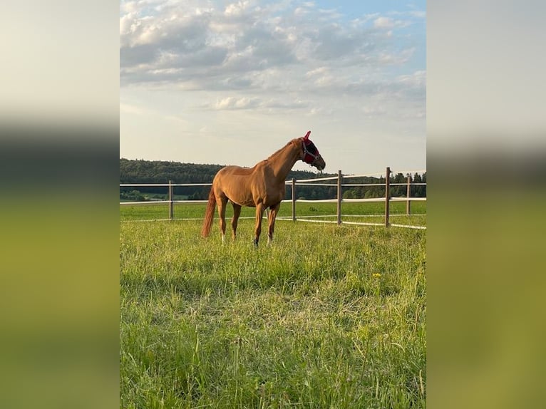 Bávaro Caballo castrado 16 años in Gammertingen