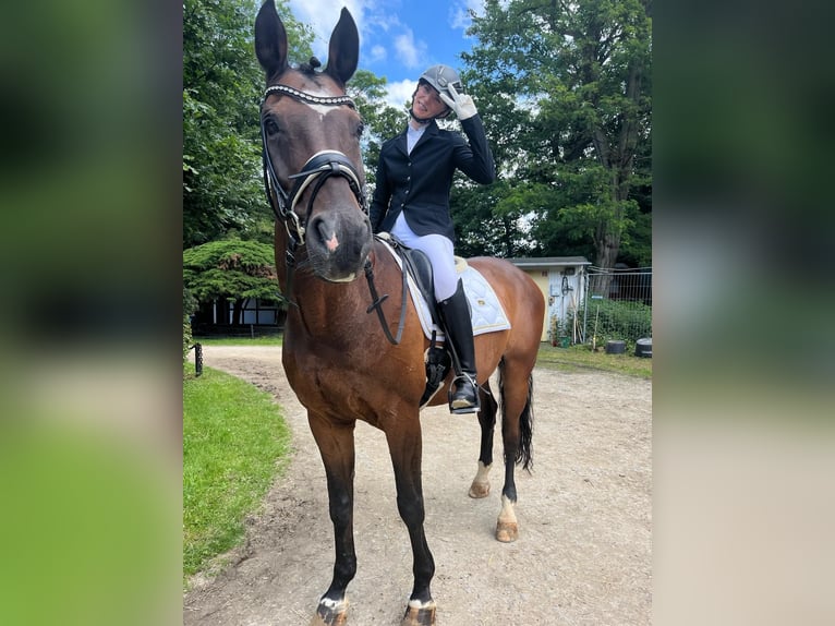 Bávaro Caballo castrado 17 años 165 cm Castaño in Bergisch Gladbach