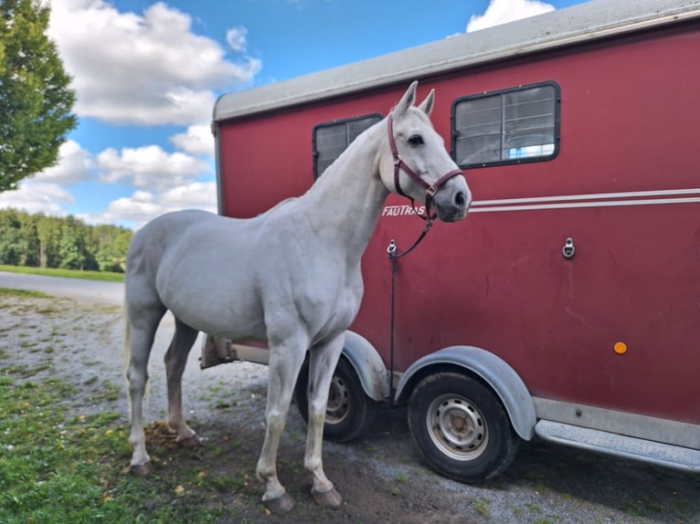 Bávaro Caballo castrado 17 años 165 cm Tordo in Bodenkirchen