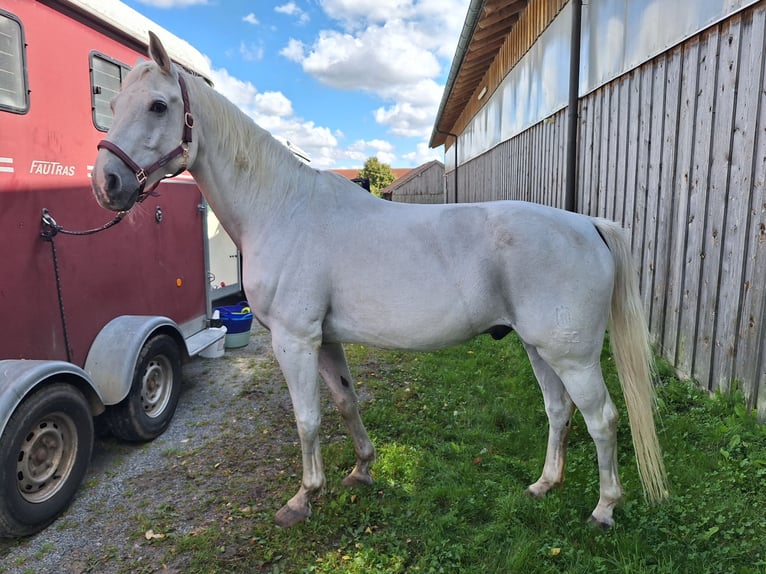 Bávaro Caballo castrado 17 años 165 cm Tordo in Bodenkirchen