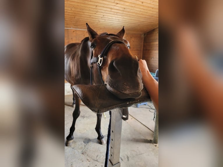 Bávaro Caballo castrado 17 años 172 cm Castaño oscuro in München