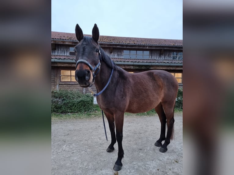 Bávaro Caballo castrado 17 años 172 cm Castaño oscuro in München