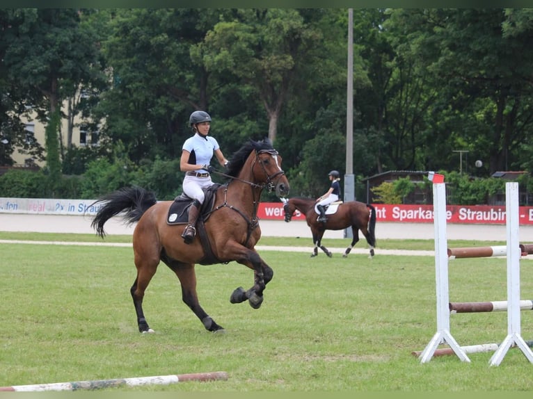 Bávaro Caballo castrado 17 años 178 cm in Eislsdorf