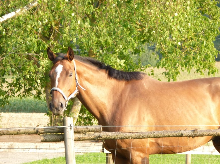 Bávaro Caballo castrado 17 años 178 cm in Eislsdorf