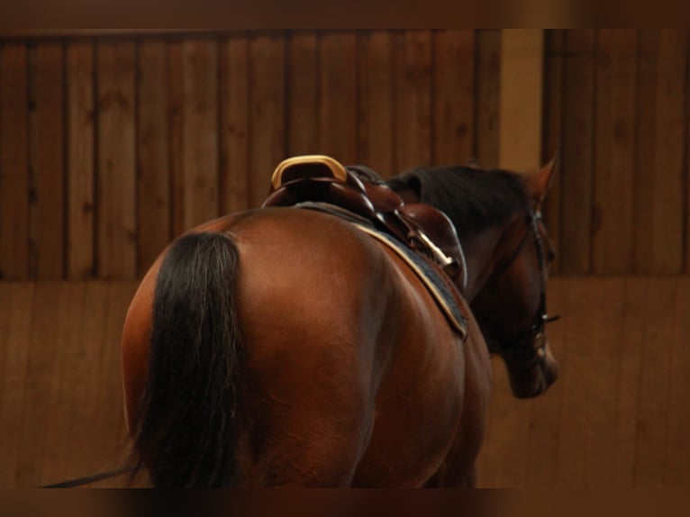 Bávaro Caballo castrado 17 años 178 cm Castaño in Geisenhausen