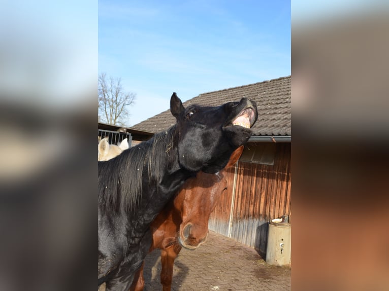 Bávaro Caballo castrado 18 años 162 cm in Weßling