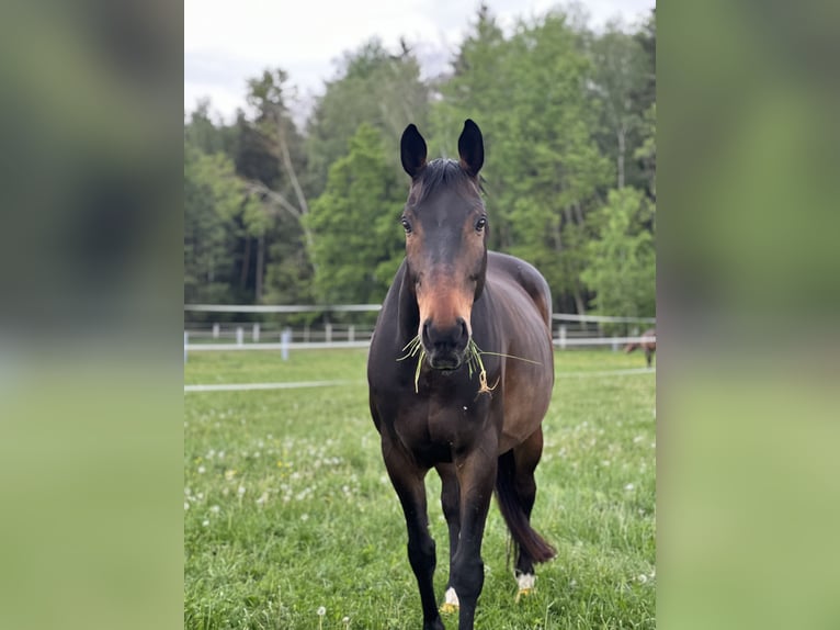 Bávaro Caballo castrado 18 años 164 cm Castaño oscuro in Neunburg vorm Wald