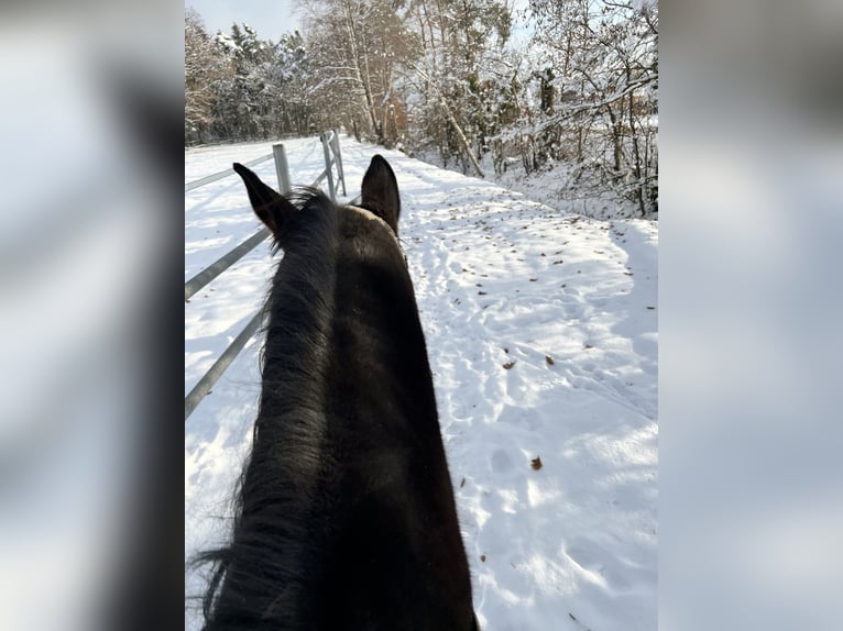 Bávaro Caballo castrado 18 años 164 cm Castaño oscuro in Neunburg vorm Wald