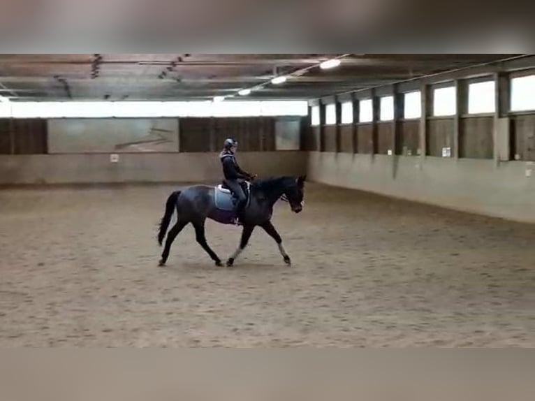 Bávaro Caballo castrado 18 años 165 cm Castaño in Wittibreut