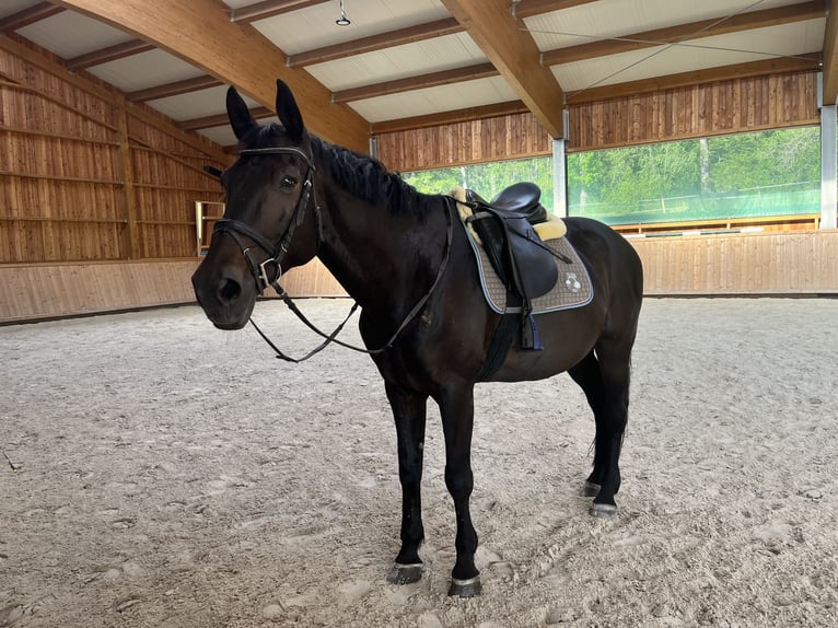 Bávaro Caballo castrado 18 años 168 cm Castaño oscuro in Schorndorf