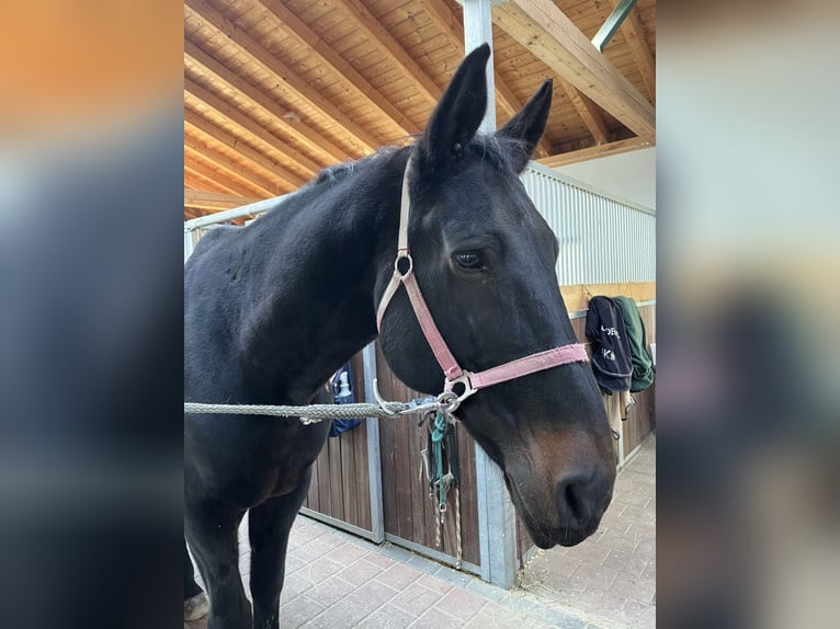 Bávaro Caballo castrado 18 años 168 cm Castaño oscuro in Schorndorf