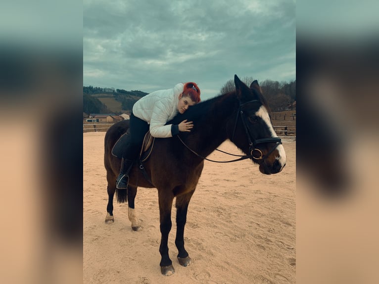 Bávaro Caballo castrado 18 años 170 cm Castaño in St. Andr&#xE4;-W&#xF6;rdern