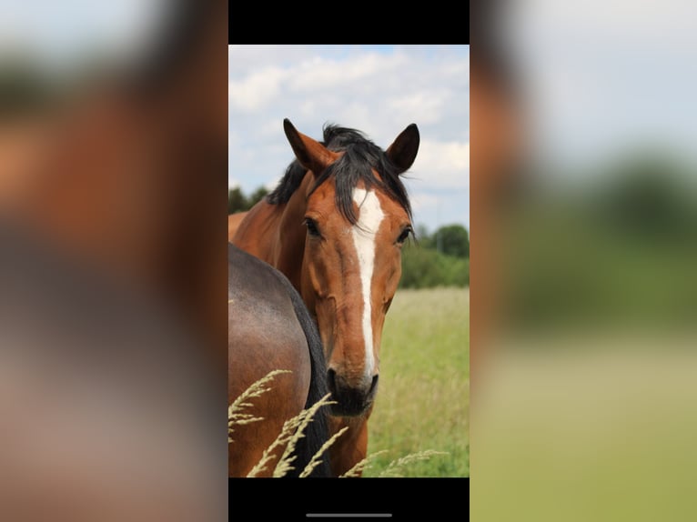 Bávaro Caballo castrado 18 años 180 cm Castaño in Leipzig