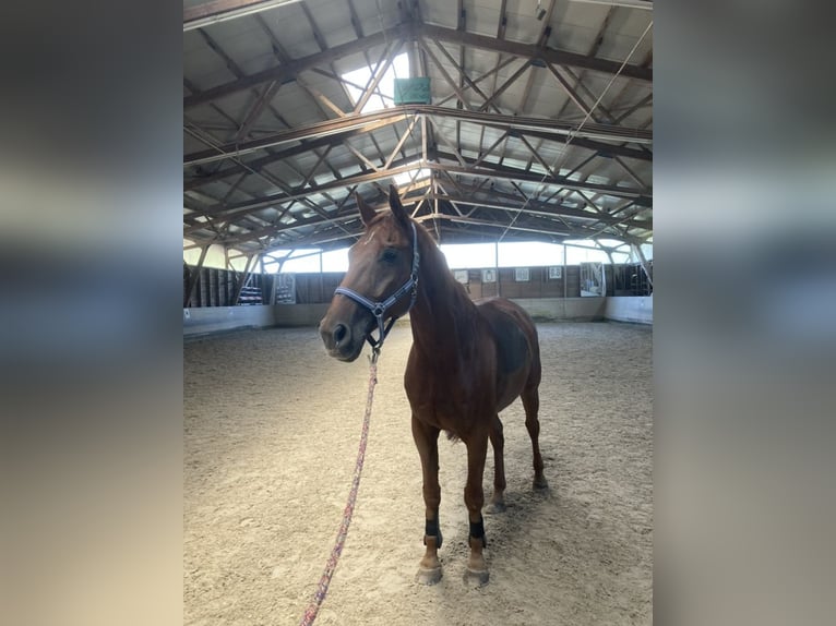 Bávaro Caballo castrado 19 años 175 cm Alazán in Niederstotzingen