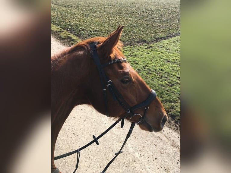 Bávaro Caballo castrado 19 años 175 cm Alazán in Niederstotzingen